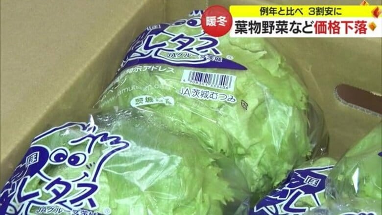 暖冬の影響で葉物野菜急成長　市場価格最大3割安く　「早すぎる成長」で野菜が規格外になる影響も【山形発】｜FNNプライムオンライン