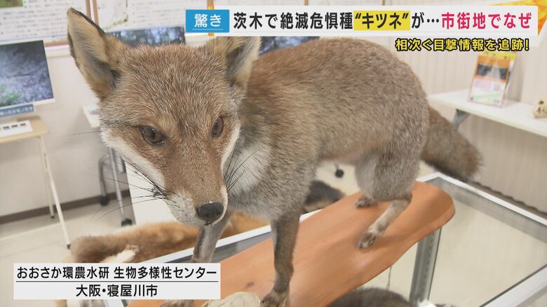 ネコと争う姿も　大阪では絶滅危惧種　市街地に出没するキツネ　都市での目撃増加に専門家も驚き｜FNNプライムオンライン