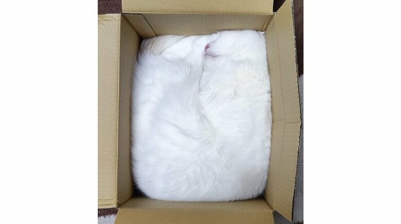 「驚きの収納力」キレイに段ボール箱にフィットする猫がすごい…どれくらい段ボール箱好きなのか飼い主に聞いた｜FNNプライムオンライン
