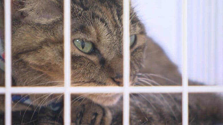 仙台市の保護猫の半数近くが殺処分…譲渡で救われる命も 「正しい飼い方を」【宮城発】｜FNNプライムオンライン