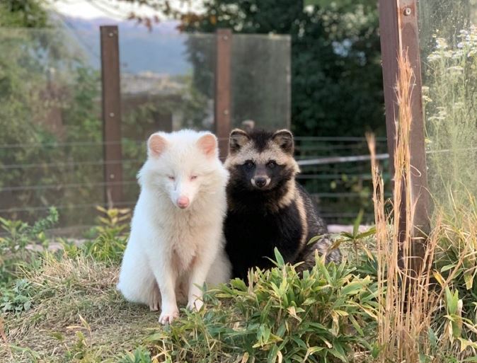 カメラ目線で写真に映る2匹のホンドタヌキ(提供:飯田市立動物園)