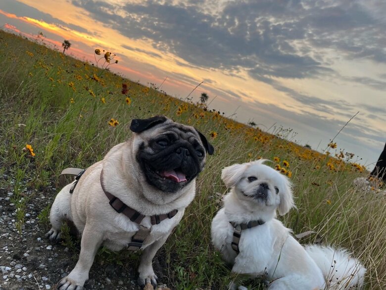 左：横綱ちゃん　右：小結ちゃん（提供：よこむすびさん）