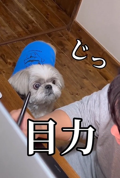 お仕事中の飼い主さんに熱視線…