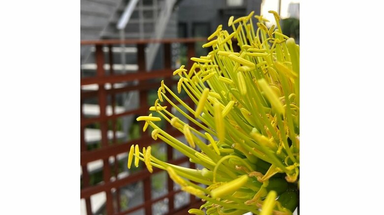 花びらのない花