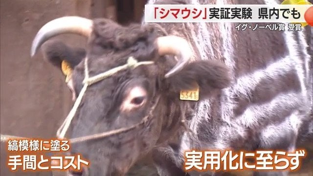 動くウシ相手に縞模様を塗る作業は大変そう。そして縞模様がどのくらい日持ちしたのかも気になる