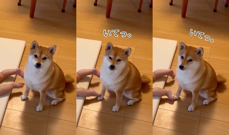 小さい足でキック！（提供：柴犬　むぎさん）