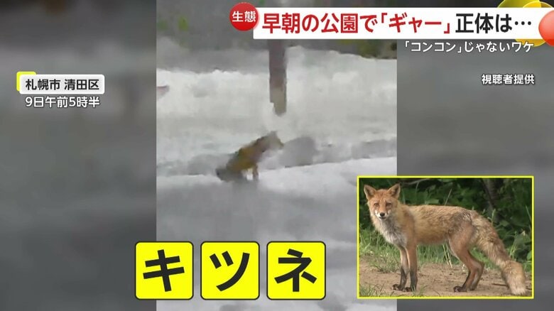 早朝、公園で「ギャオーン！」と鳴き続けるキツネ