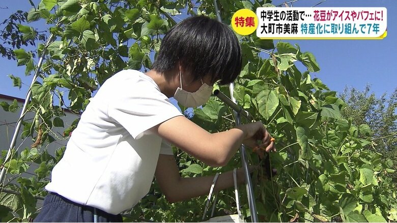 美麻小中学校の畑で花豆を栽培・収穫した（長野・大町市・2021年夏）