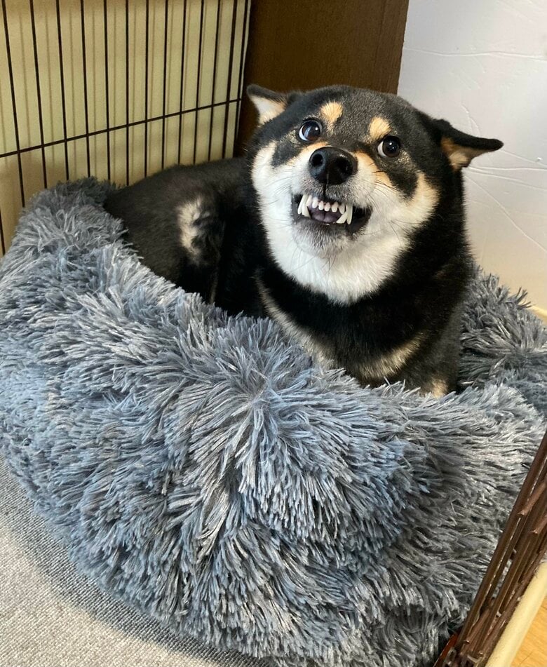 ベッドに隠した靴下を守るのに必死（提供：黒柴ぎん@快杜号さん）