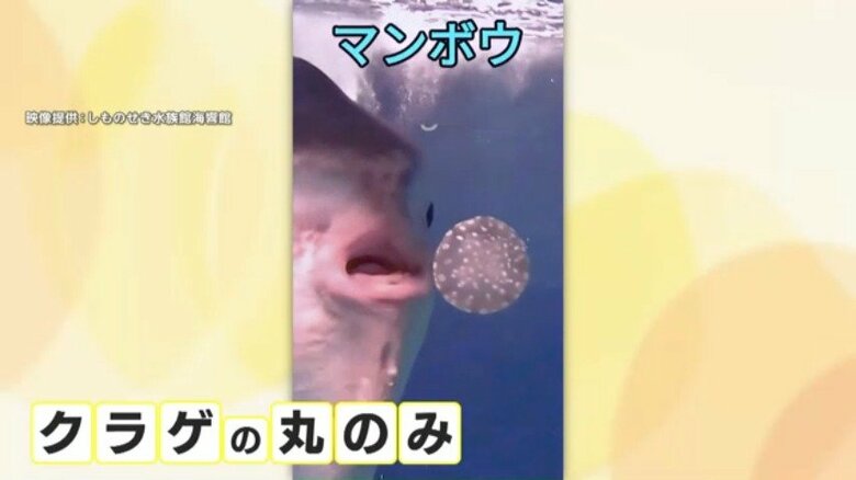 クラゲを丸のみするマンボウ