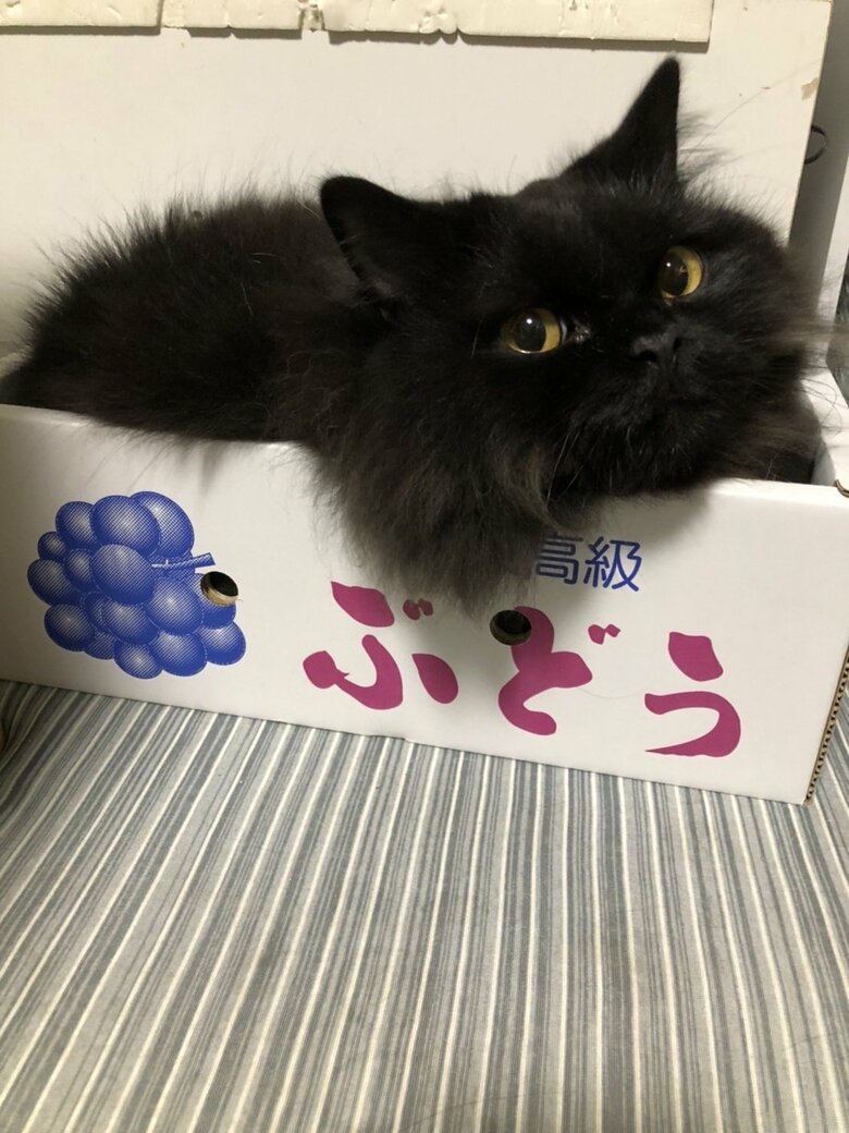 提供：サスケと小春さん