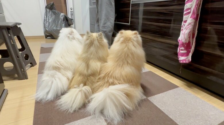 何かもらえると思って期待している3姉妹（提供：愉快な3姉妹ポメラニアンちゃんねるさん）