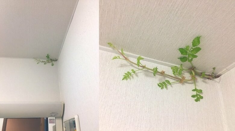 発見から1週間（8月14日）