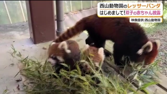 2組ともスクスク成長…見に来てね！