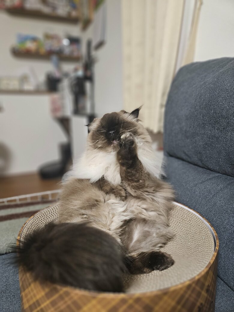 提供：ねぎまるさん