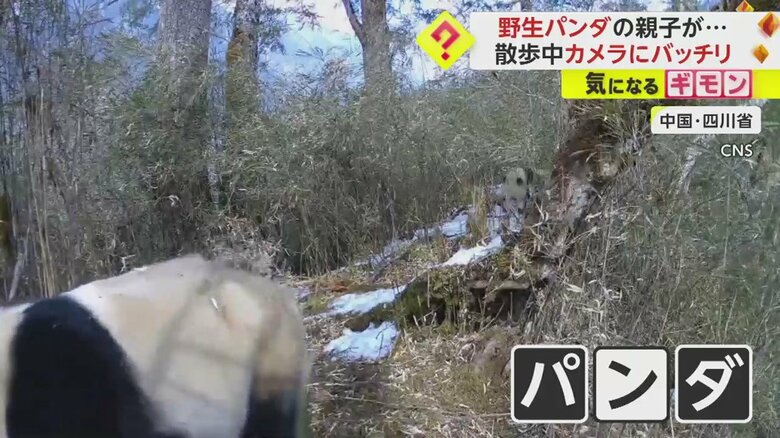パンダの親子の散歩の様子