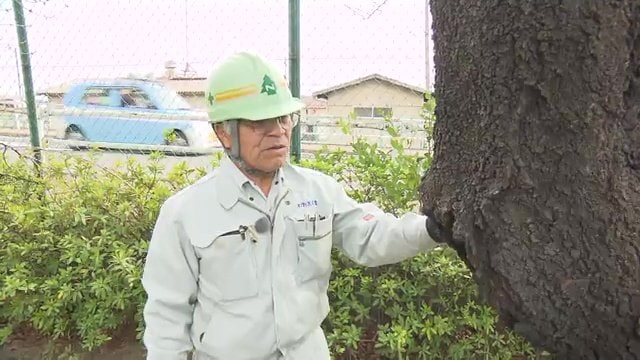 樹木医・野尻晃さん