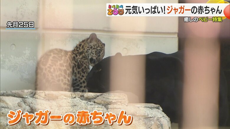 公開されたばかりのジャガーの赤ちゃんとお母さんジャガー