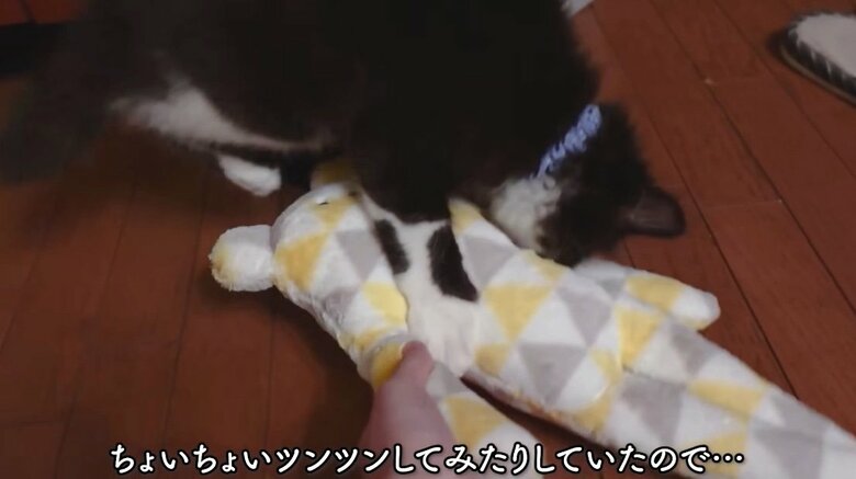 提供：もちぞう ですが。さん