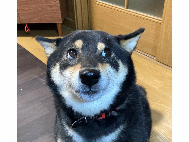 なでる手を見つめている（提供：黒柴ぎん@快杜号さん）