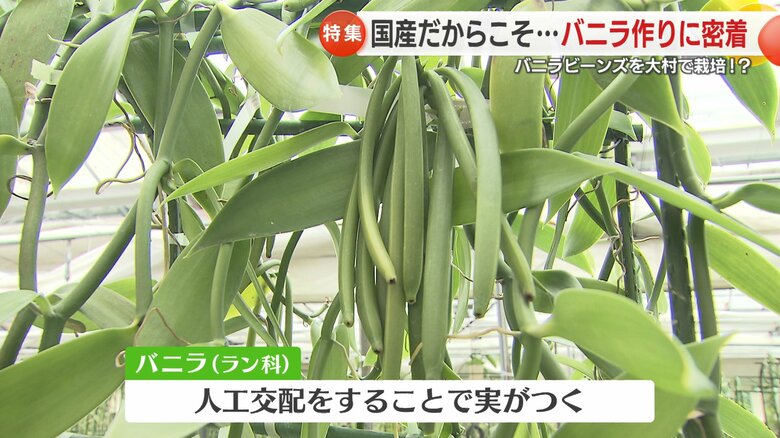 これがバニラの実