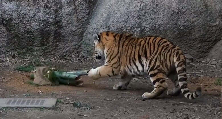 追い打ちをかけるトートくん