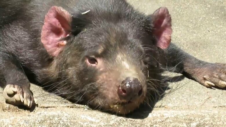 鼻の頭は汗でびっしょり（画像提供：「多摩動物公園のTwitterより」）