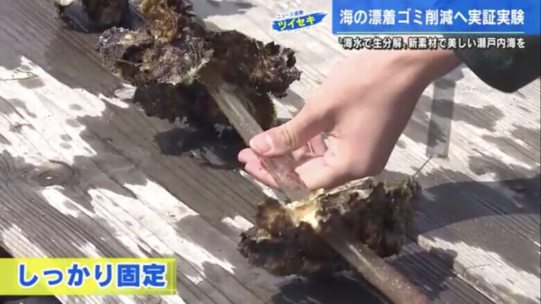 酢酸セルロースのカキパイプの硬さを確かめる五十川記者