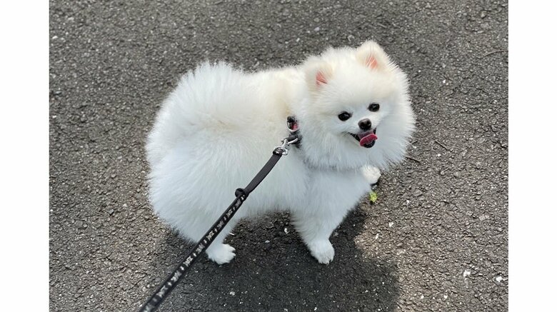 散歩が大好きなマヨちゃん