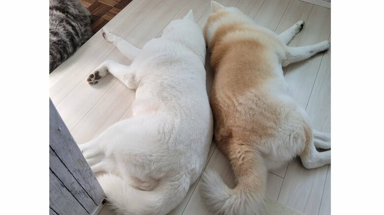 一緒に寝るカナちゃん、クルミちゃん