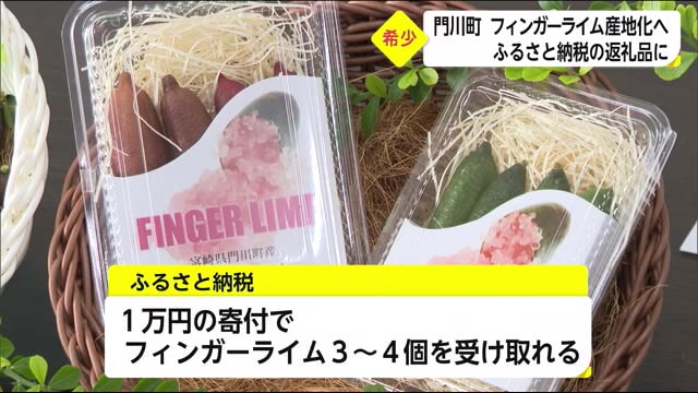 門川町でフィンガーライムふるさと納税の返礼品に 宮崎県