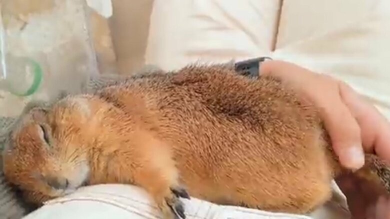 気持ちよさそうに寝ている