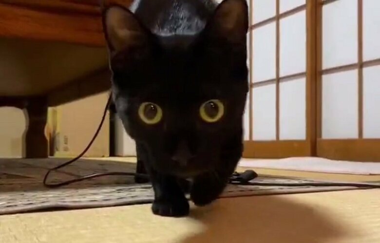何かを狙ってカメラに接近