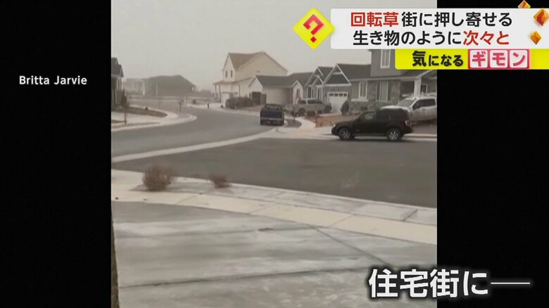 住宅街に押し寄せた大量のタンブルウィード