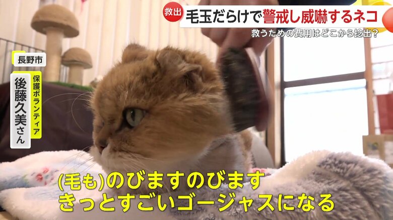 ボランティアの後藤さんにブラッシングされる雷くん