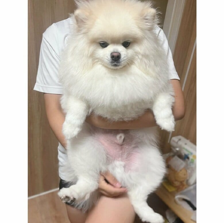 抱っこするとスンと“無”になる