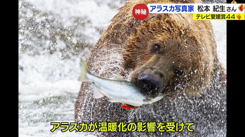 クマが獲物を狩る瞬間　アラスカ写真家・松本紀生さん撮影