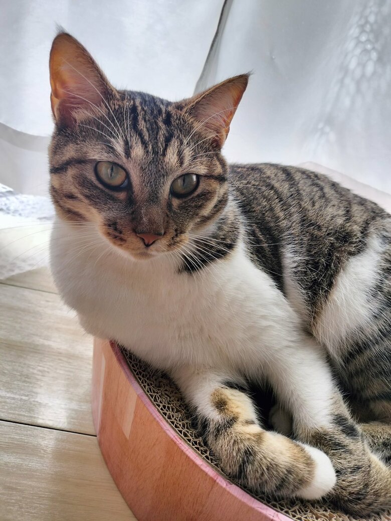 美猫（提供：猫のテトさん）