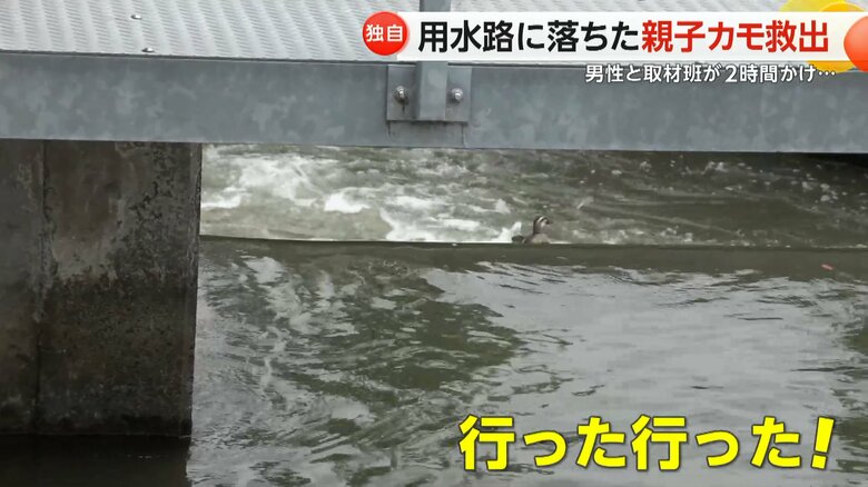 男性と取材班で開始したカモの親子の救出作戦