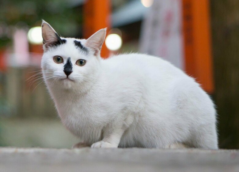 「眉毛とつけ鼻」（画像はイメージ）