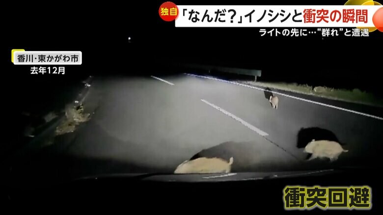 真っ暗な道を車のライトが照らした先に突然現れたイノシシの群れ（2024年の12月）