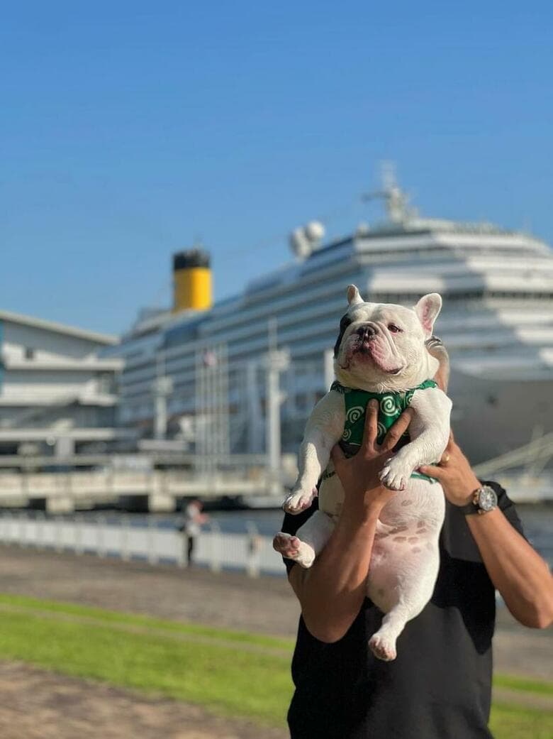 提供：こぶしさん