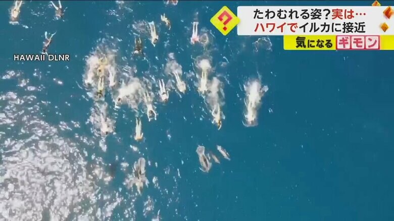 海でたくさんの海水浴客が泳いでいる