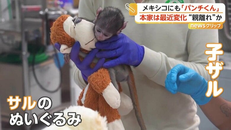 サルのぬいぐるみにしがみつく子ザル（メキシコ）