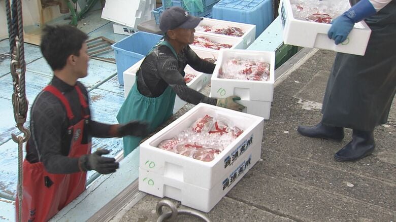 水揚げされる魚(西浦漁港)