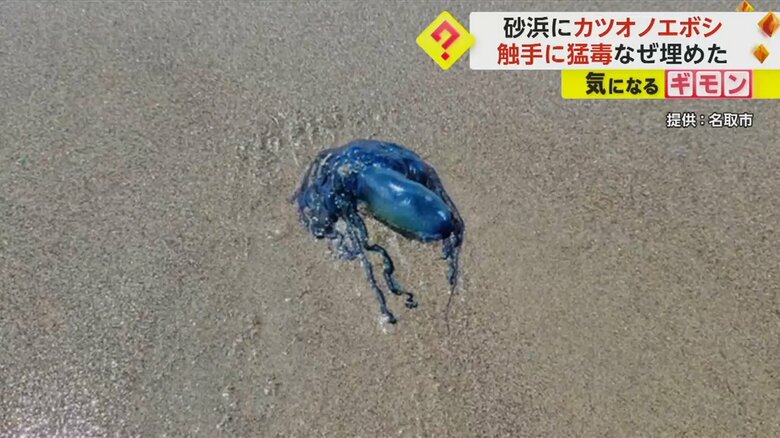 打ち上げられたカツオノエボシ