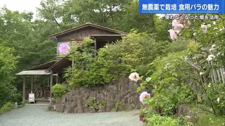 広島県・神石高原町時安のバラ農園「鈴木の薔薇」