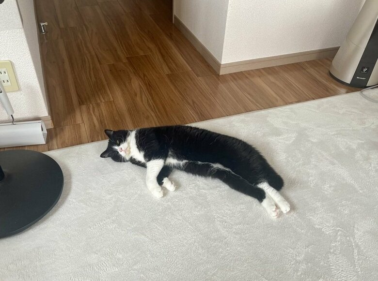 飼い主さん「危ないよ」