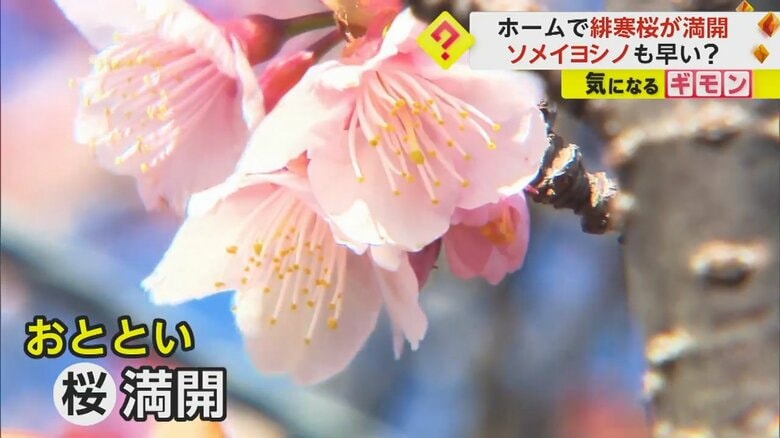 満開の和歌山・JR那智駅の緋寒桜