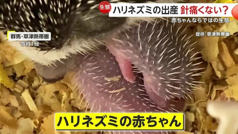 生後4時間のハリネズミの赤ちゃん（1日、群馬・草津町にある動物園・草津熱帯園）